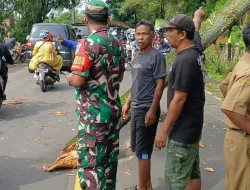 Pohon Pinus Tumbang di Pamulihan Sumedang, Satu Balita Meninggal