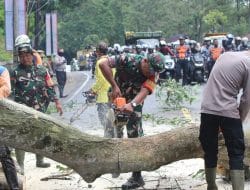 Lagi, Pohon Tumbang Memakan Korban di Cigendel Kecamatan Pamulihan Sumedang