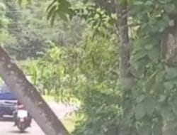 Aktivitas Warga Wado Terancam Ulat Bulu Ukuran Jumbo