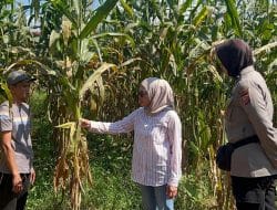 Polres Sumedang: Panen Raya Jagung Quartal II Tahun 2025 Siap Dilaksanakan di Kecamatan Pamulihan