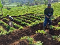 Manis dan Legit Ubi Cilembu: Cerita dari Petani di Desa Suksirnarasa Sumedang