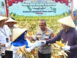 Kapolda Jabar Tunjukkan Komitmen: Mendukung Ketahanan Pangan Nasional Lewat Panen Raya Jagung