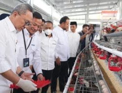 Menko Pangan Zulkifli Hasan Panen Brokoli hingga Ayam Petelur di Rumah Pangan PNM