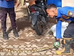 Kemunculan Ular Sanca di Kandang Ayam Warga Bikin Geger Lingkungan Babakan Hurip Sumedang