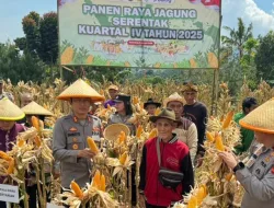 Perkuat Swasembada Pangan, Polres Sumedang Panen Raya 118 Ton Jagung di Margalaksana