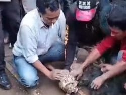 Bikin Geger! Macan Tutul Masuk Pasar Maruyung Bandung, Dua Warga Terluka Saat Evakuasi