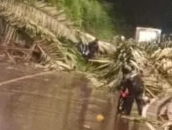 Tragedi Cadas Pangeran: Pohon Aren Tumbang Hantam Pengendara Asal Sumedang