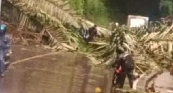 Pohon Aren berukuran besar tumbang akibat longsor di Cadas Pangeran Sumedang dan menimpa pengendara motor pada Rabu sore (11/3/2026)