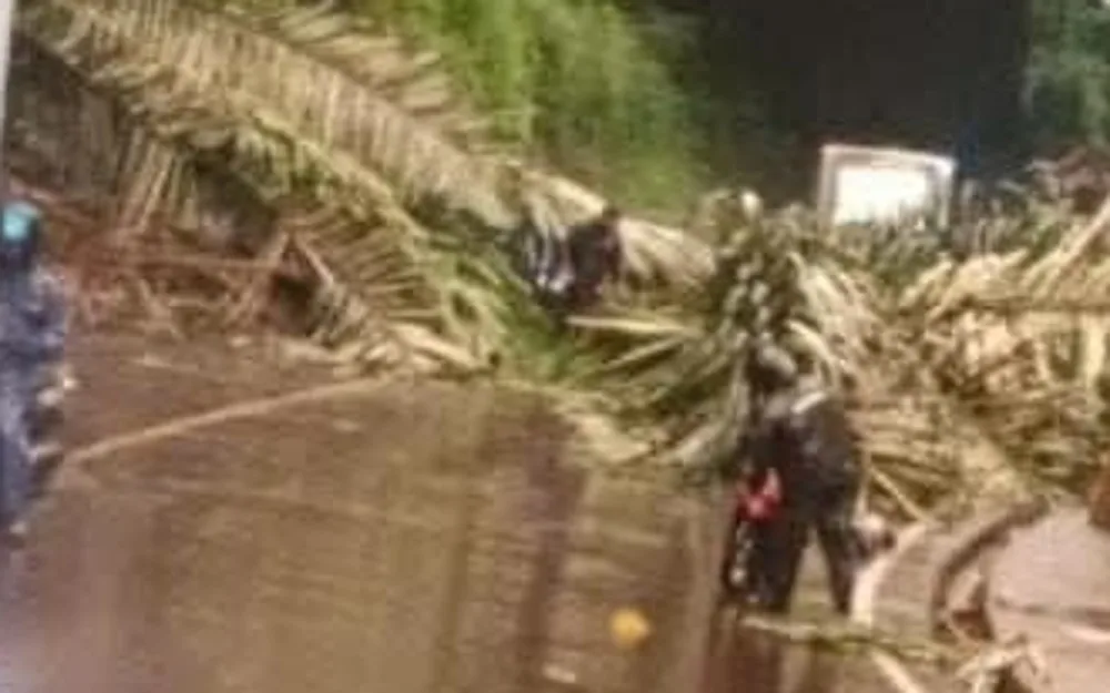 Pohon Aren berukuran besar tumbang akibat longsor di Cadas Pangeran Sumedang dan menimpa pengendara motor pada Rabu sore (11/3/2026)