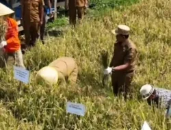Gebrakan Tabela di Sumedang: Strategi Bupati Dony Lawan El Nino dan Genjot Produksi Padi