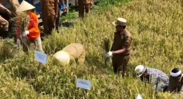 Bersama HKTI Sumedang, Bupati Dony panen padi Pola Tabela di Desa Sukamaju Rancakalong pada Senin (6/4/2026)