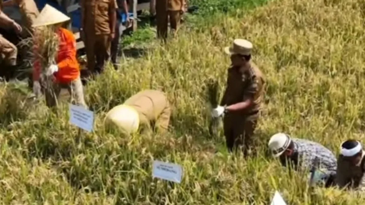 Bersama HKTI Sumedang, Bupati Dony panen padi Pola Tabela di Desa Sukamaju Rancakalong pada Senin (6/4/2026)