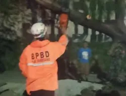 Pasca Tragedi Maut, Warga Sumedang Desak DLHK Tebang Pohon Lapuk di Pinggir Jalan