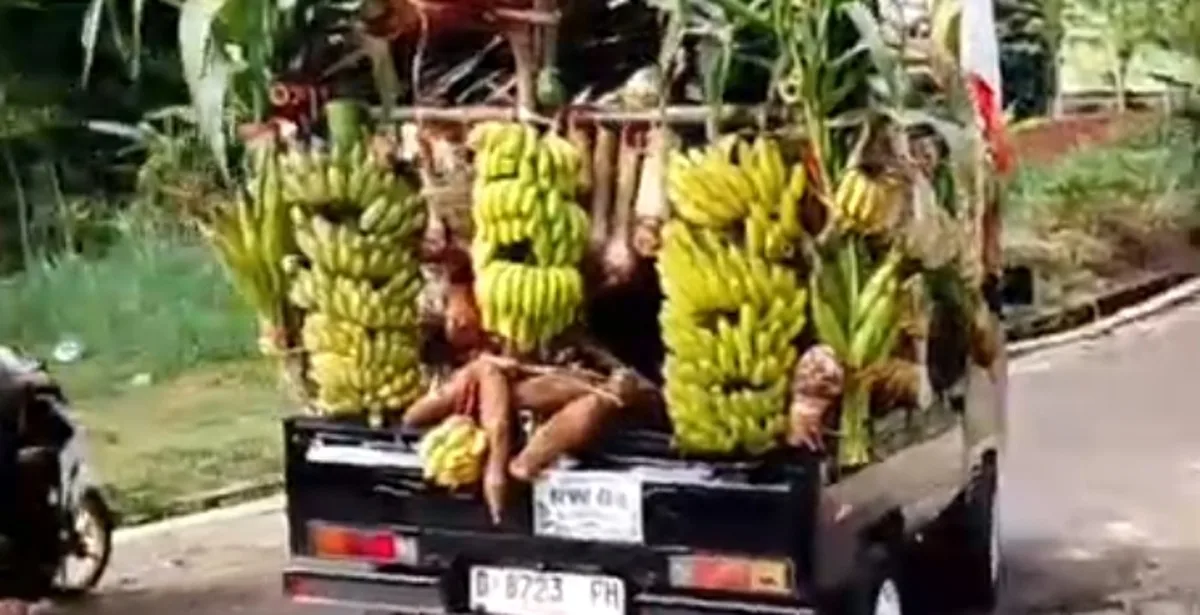 Kendaraan pikap sarat muatan pisang, singkong, dan ubi jalar dibawa ke halaman Kantor Desa Haurngombong, Kecamatan Pamulihan